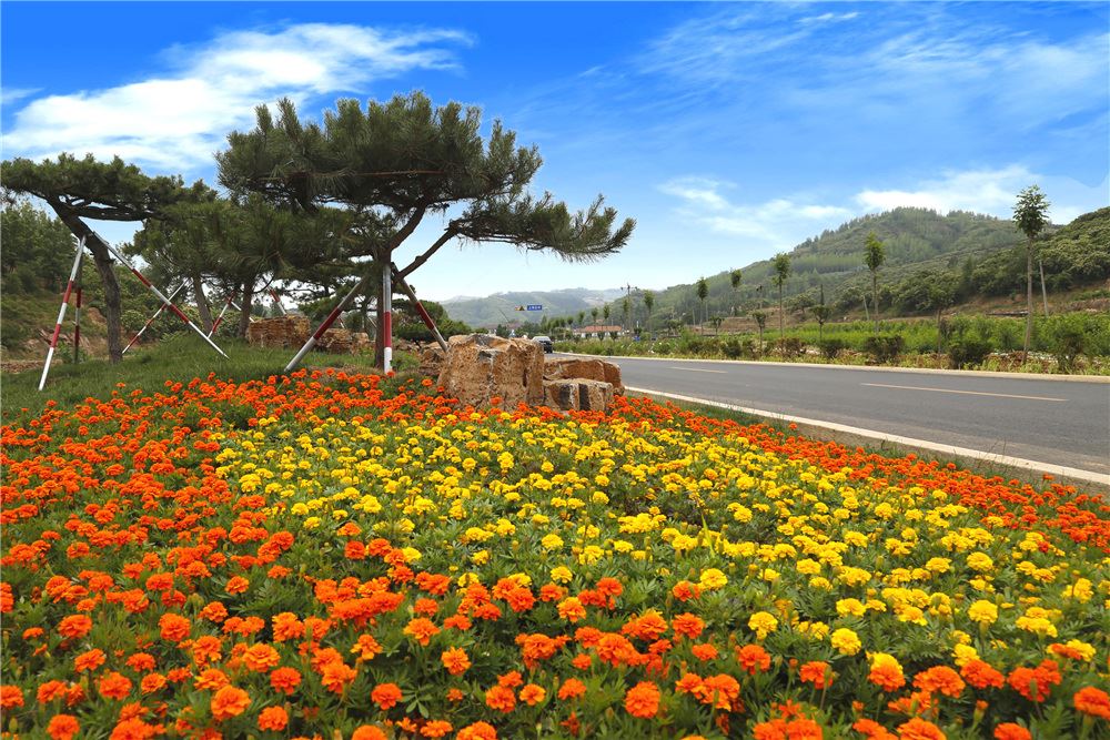 山东画报内容图片展示